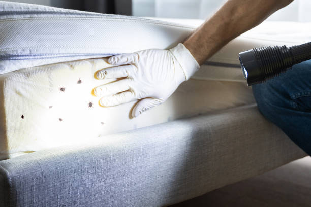 Wasp Removal Services in Cade, LA