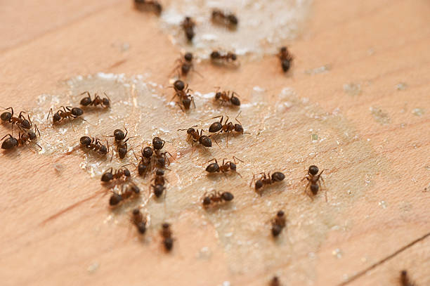 Best Pest Inspection Near Me  in Cade, LA
